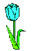 blue tulip