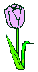 lavender tulip