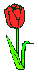 red tulip