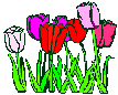 tulips