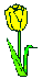 yellow tulip